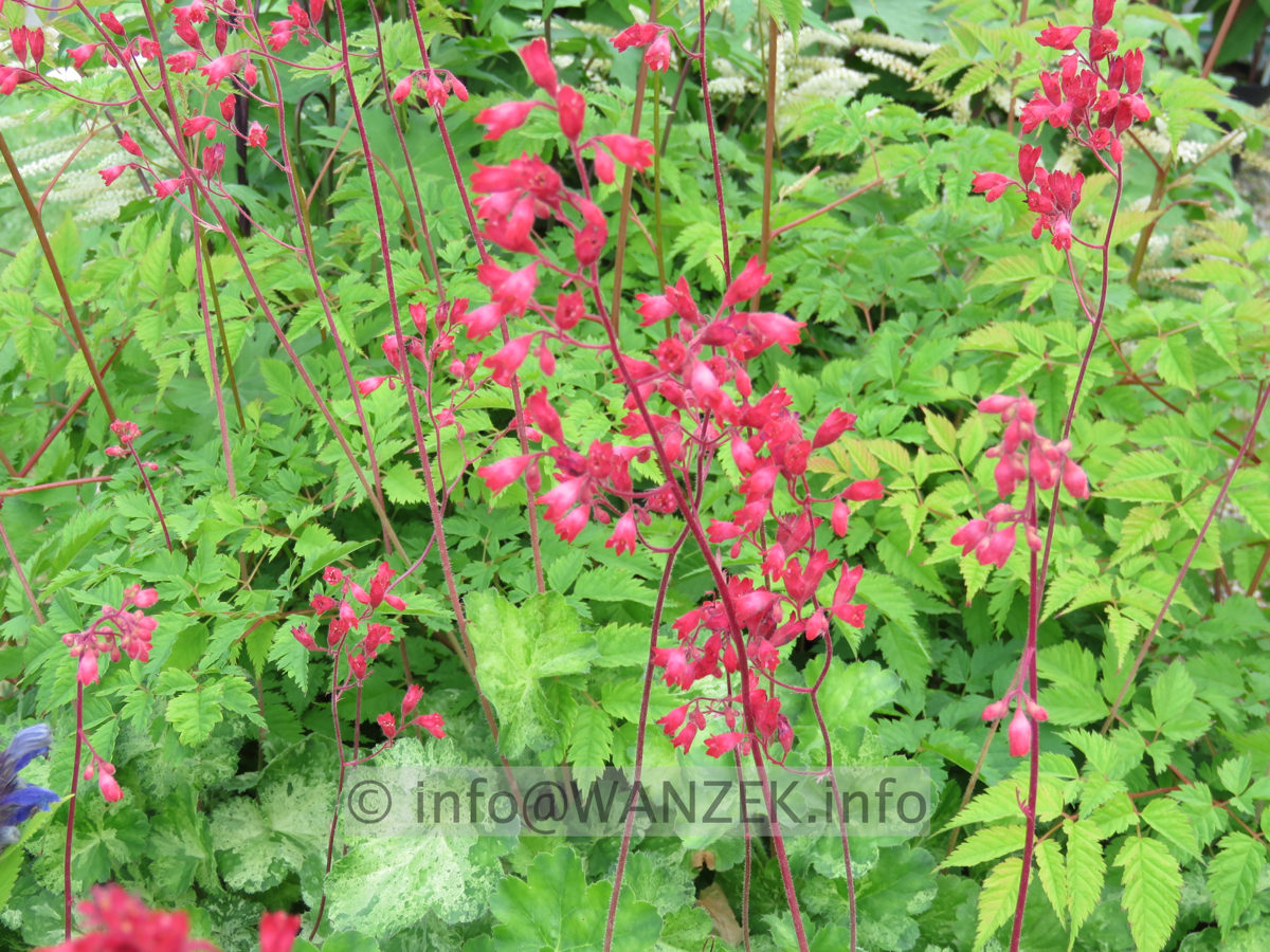 Heuchera pruhoniciana Hercules 02.JPG